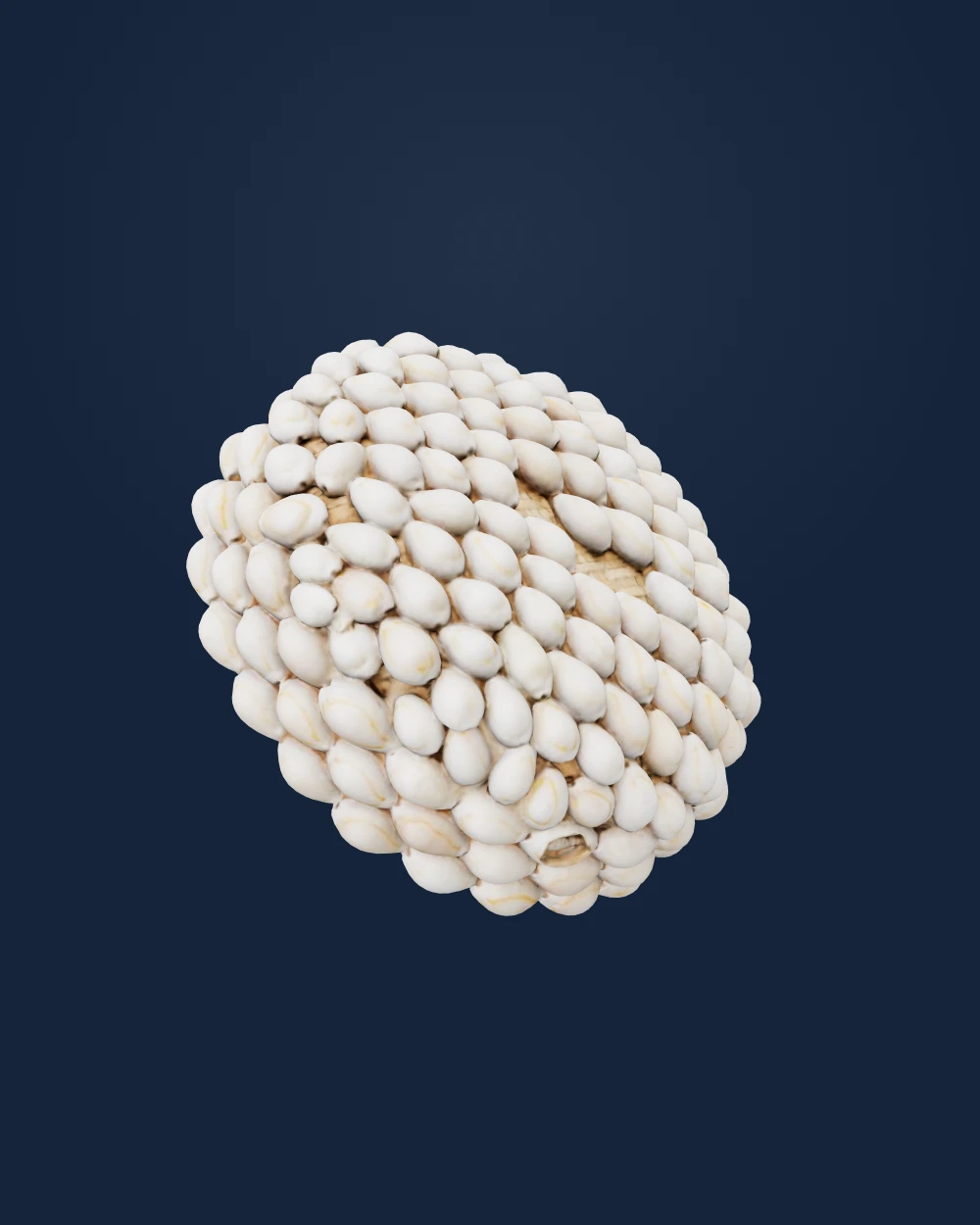 Ceremonial basket adorned with cowrie shells — Unidentified artisans · 2015